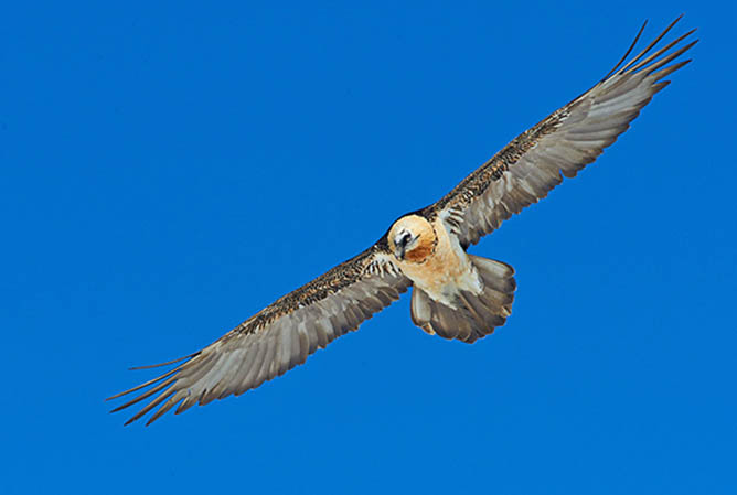 The bearded vultures come!