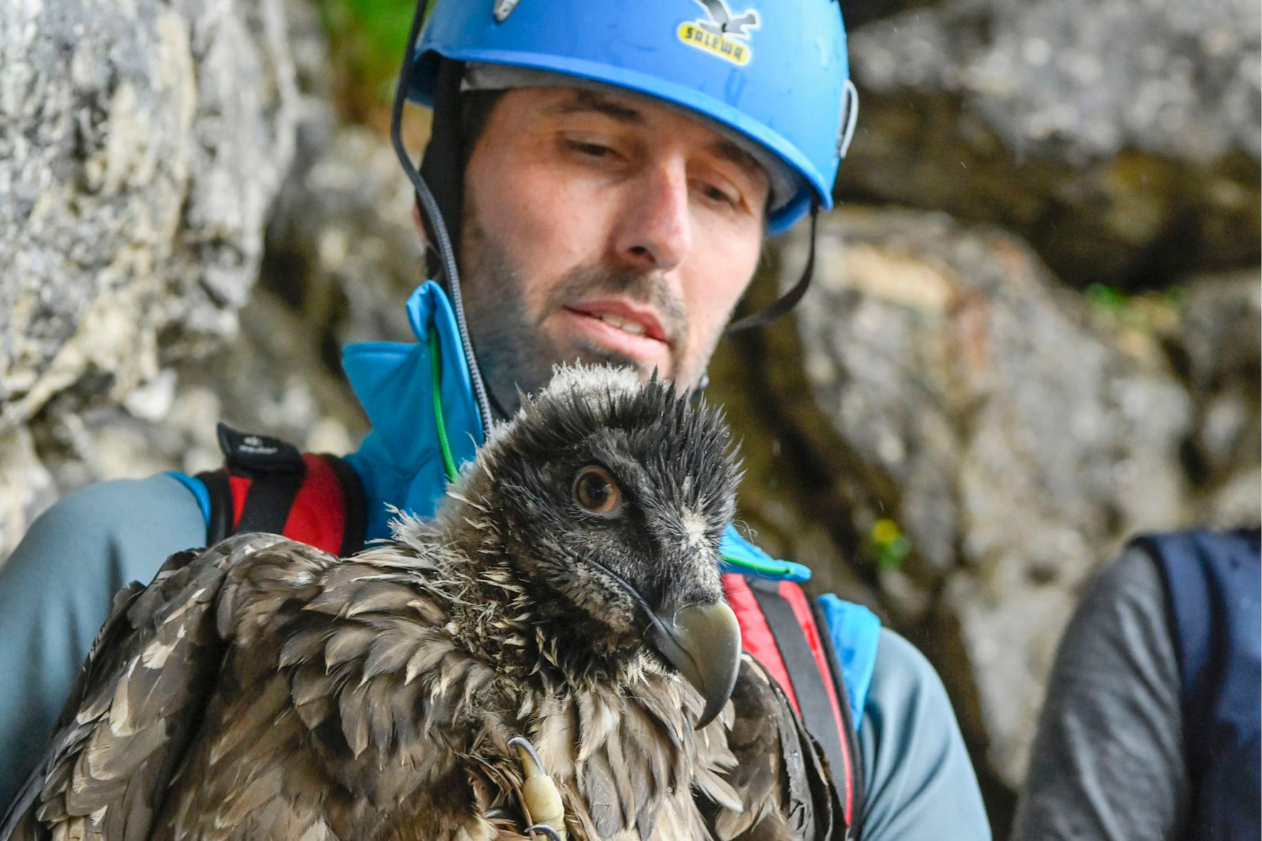 Bearded Vulture - © Hansruedi Weyrich