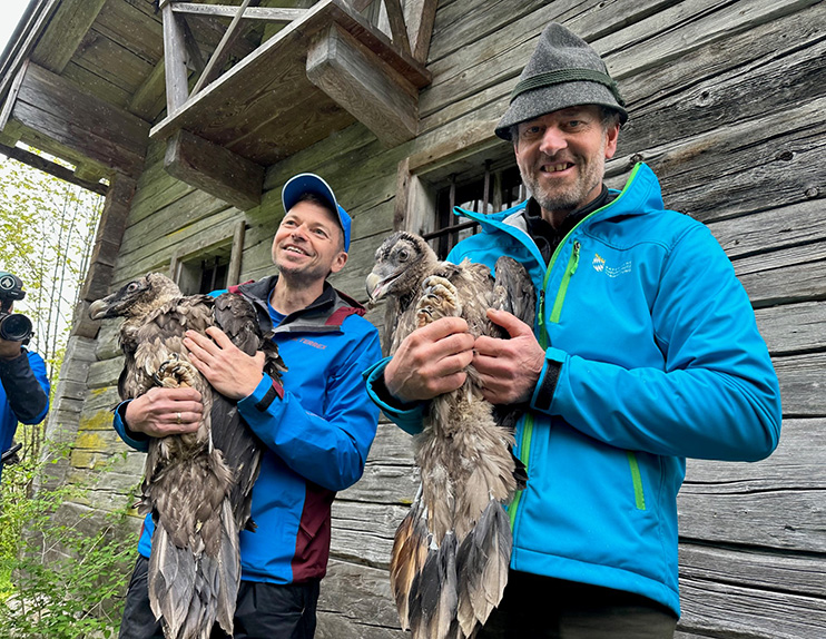 Toni Wegscheider (LBV) with bearded vulture lady 'Sisi' and Christian Willeitner (NPV) with bearded vulture male 'Nepomuk - © NPV BGD
