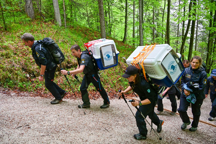 National park ranger on the way to the release to the wildsnische - © Hansruedi Weyrich (weyrichfoto.ch)