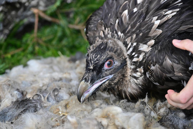 Bearded vulture lady Sisi in the release to the wildsnische - © Hansruedi Weyrich (weyrichfoto.ch)