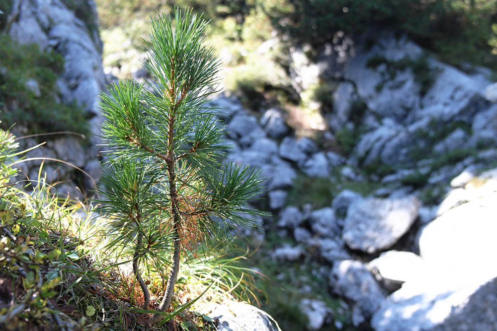 Swiss stone pine (Pinus cembra) seedlings