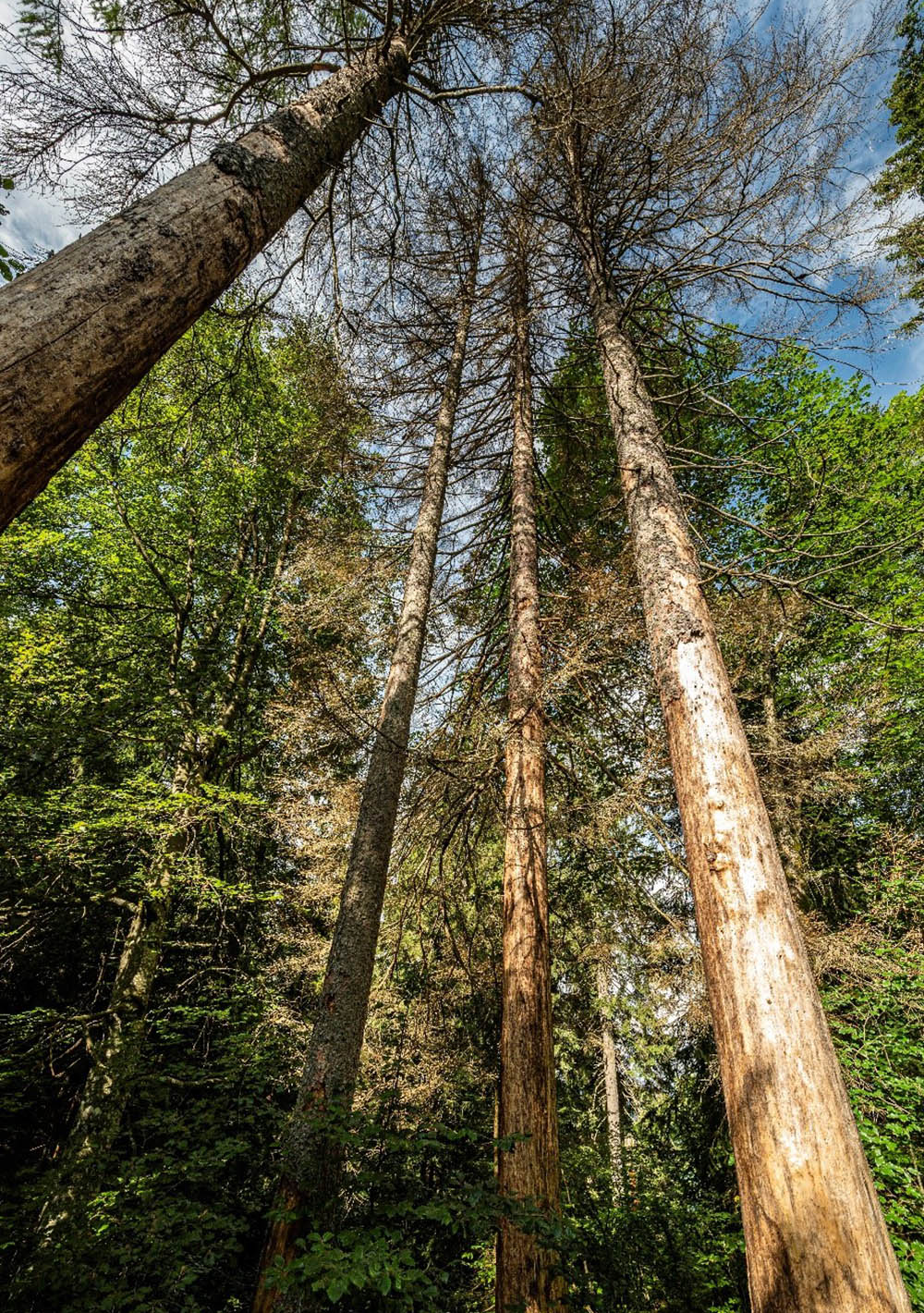 Spruce (Picea abies) dead due to bark beetle infestation (Photo: Michael Maroschek)