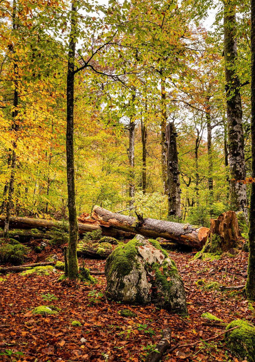 Natural forest structures in a submontane beech forest (Photo: Michael Maroschek)