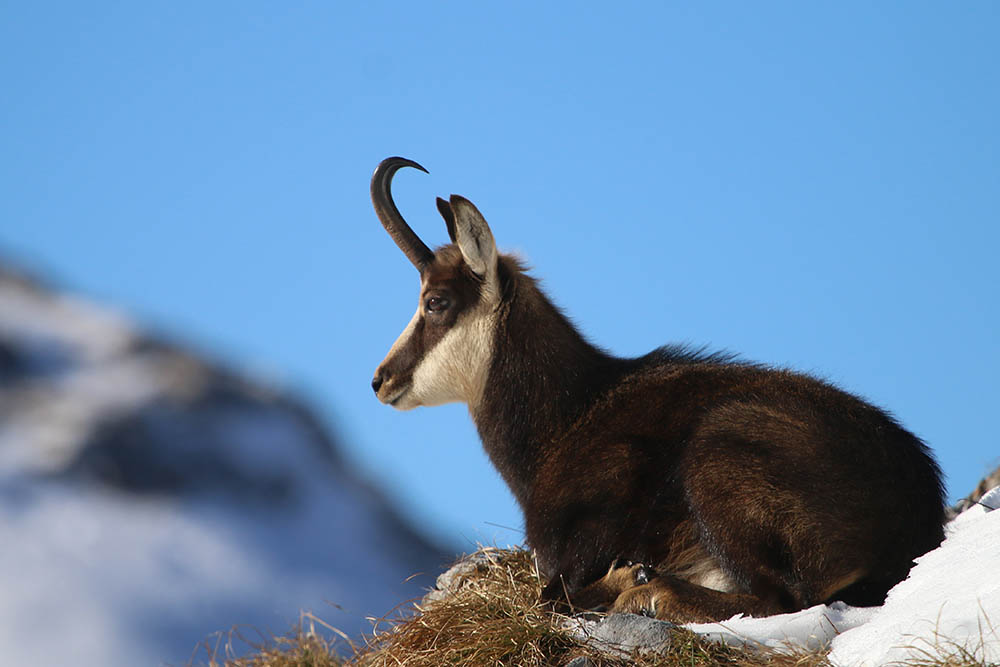 Chamois inhabit both high alpine habitats and pure forest areas, provided these have sufficiently steep and rock-interspersed structures
