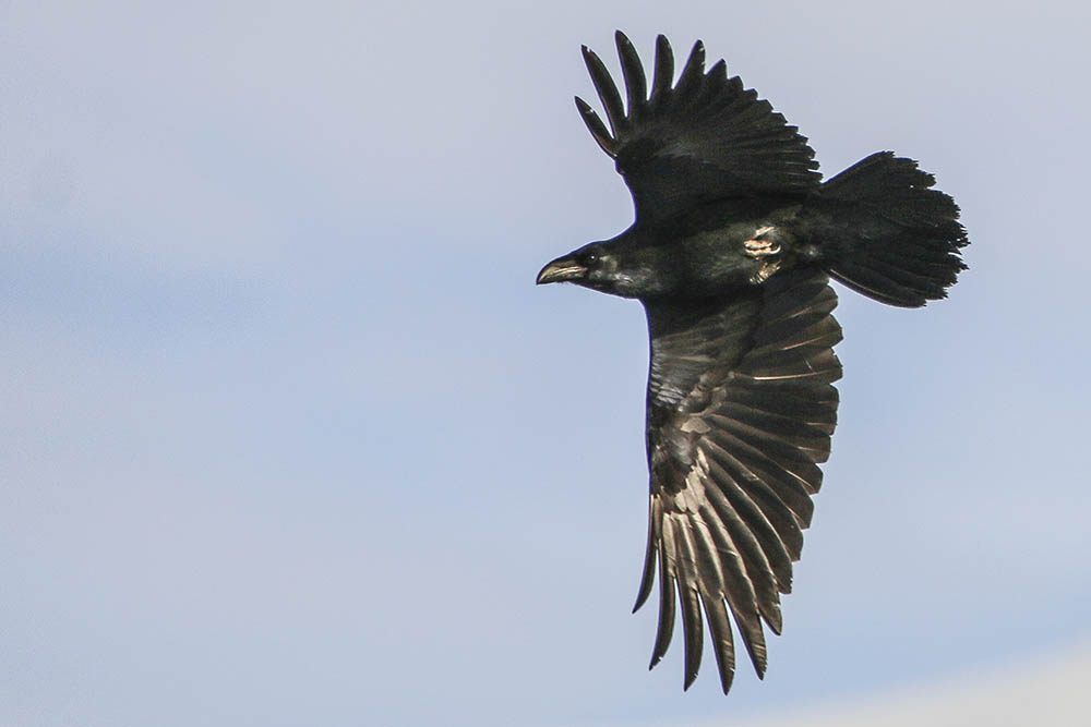 Raven are usually found first of all on carcasses