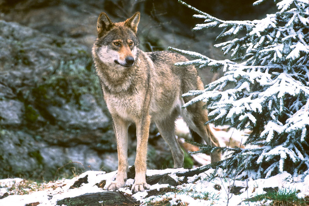 Bear, wolf and lynx