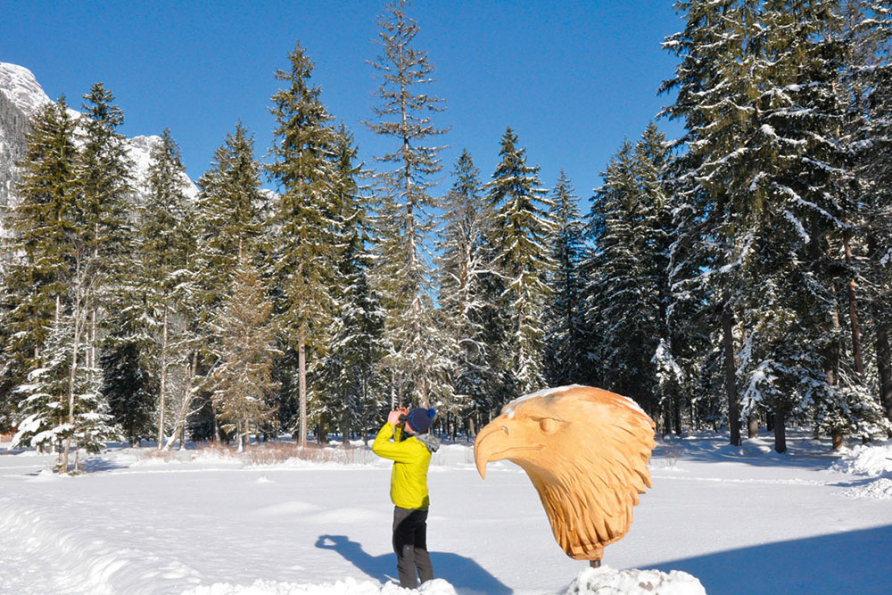 Golden Eagle & Bearded Vulture