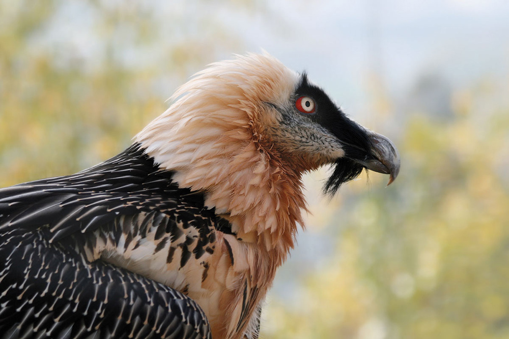 Adler und Bartgeier