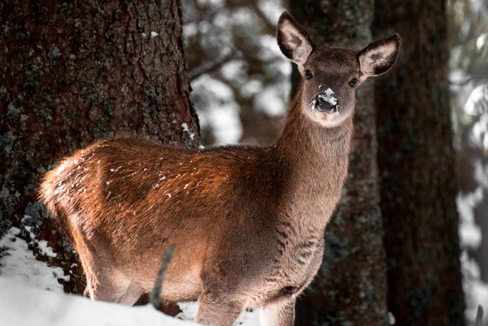 Wild in winter forest