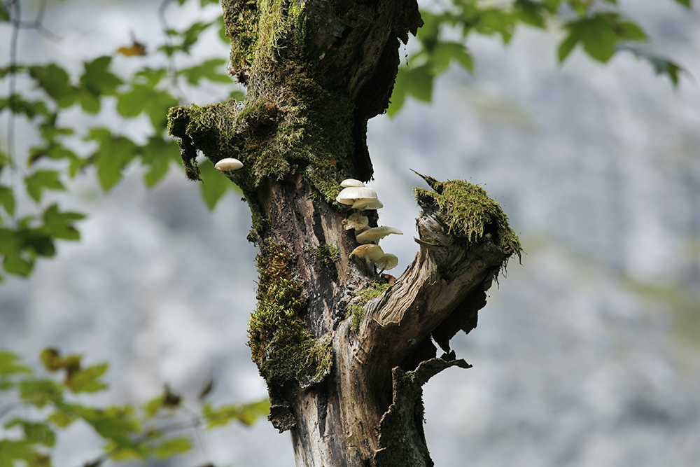 Wilder Wald