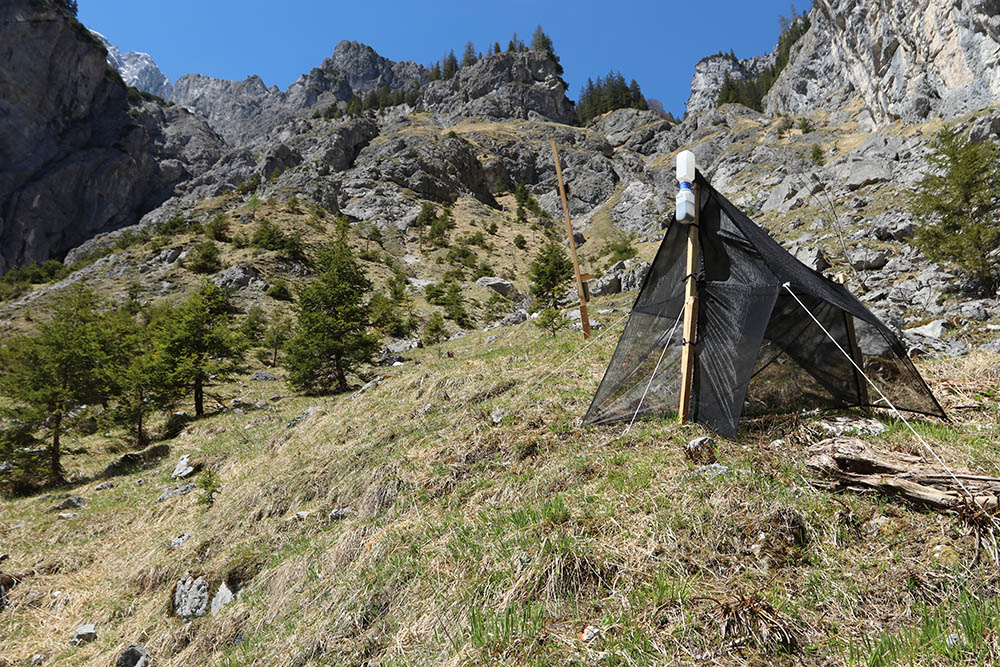 Malaise Trap Wimbach Valley