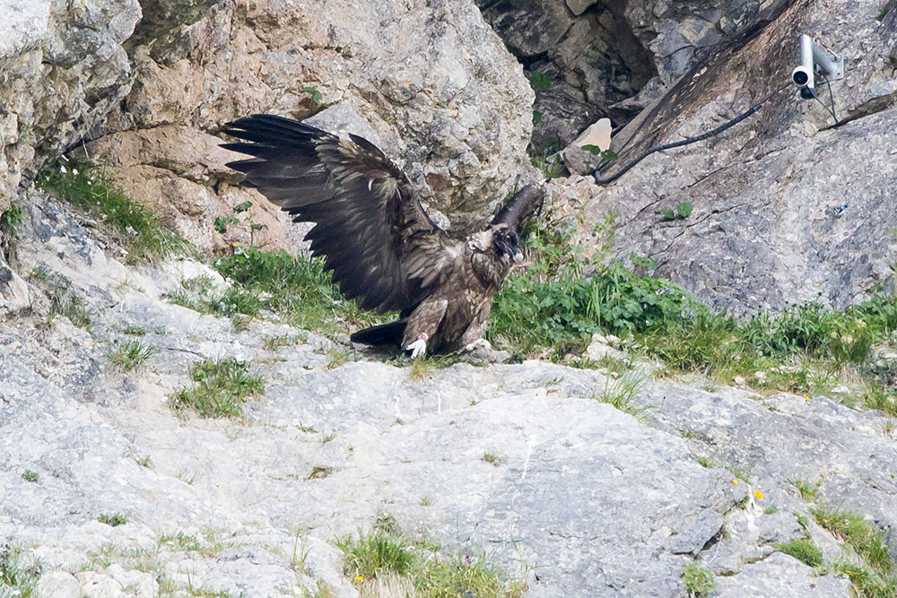 Sisis Abflug in der Morgendämmerung © Richard Straub