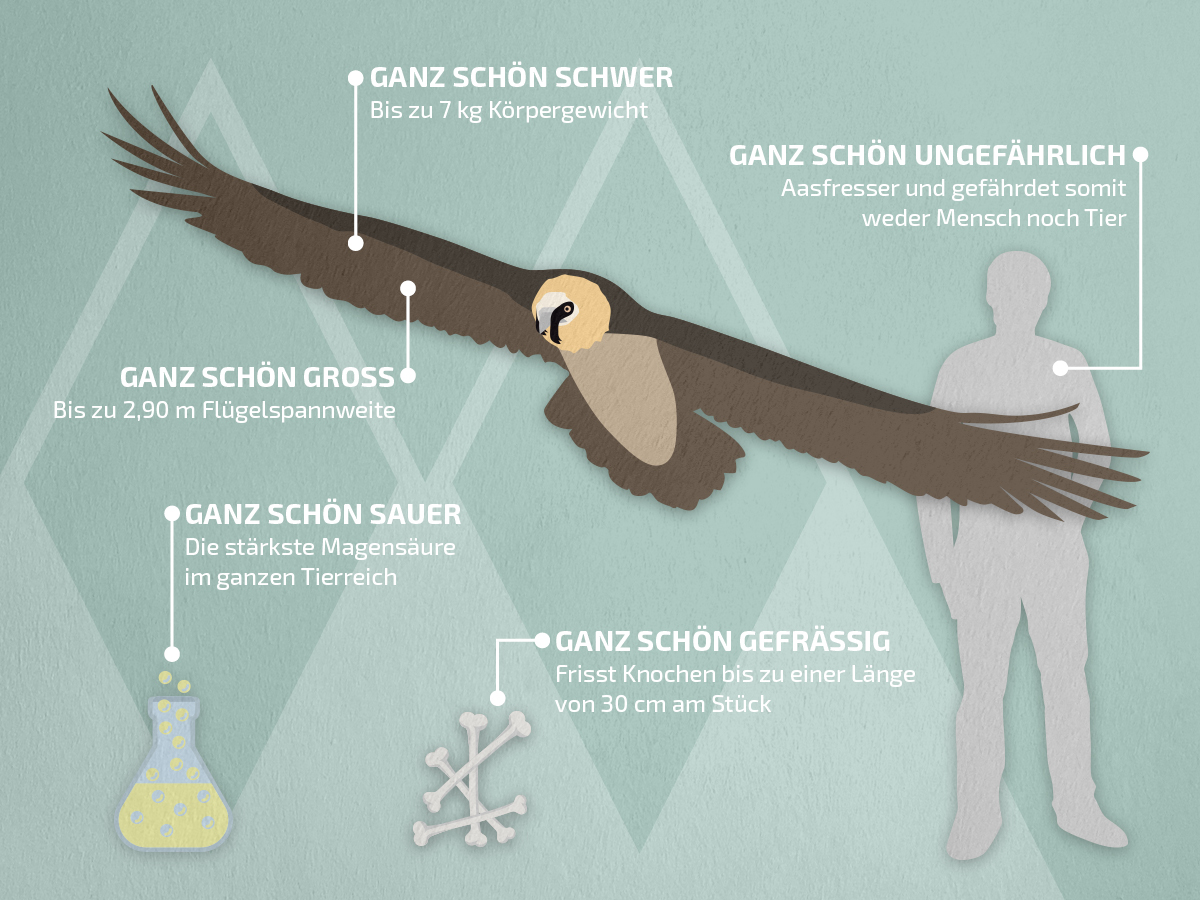 Bearded Vulture - NPV BGD