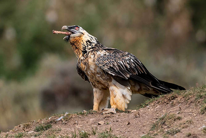 The bearded vultures come!