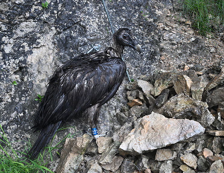 „Recka“ in der Auswiderungsnische - © Hansruedi Weyrich (weyrichfoto.ch)