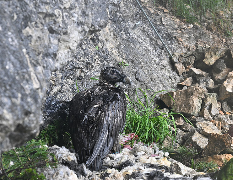 Nass aber zufrieden – „Recka“ - © Hansruedi Weyrich (weyrichfoto.ch)