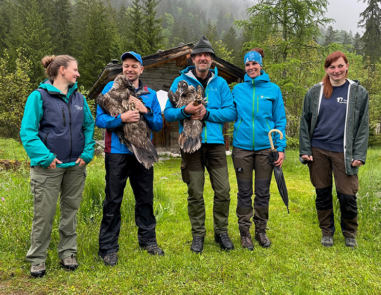 First appearance of the young bearded vultures - © NPV BGD