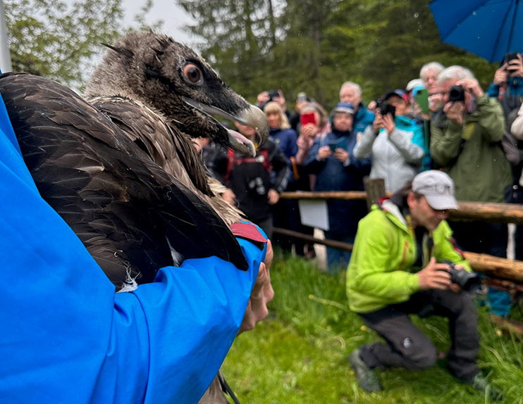 Profile of bearded vulture lady Sisi - © NPV BGD