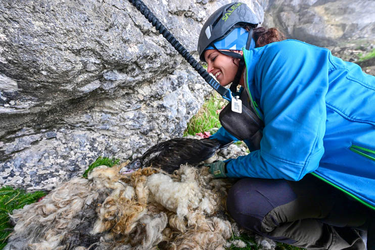 Magdalena Deelmann releases Nepomuk into freedom - © Hansruedi Weyrich (weyrichfoto.ch)