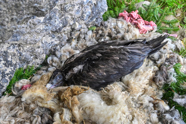 Bartgeier Nepomuk in der Auswilderungsnische - © Hansruedi Weyrich (weyrichfoto.ch)