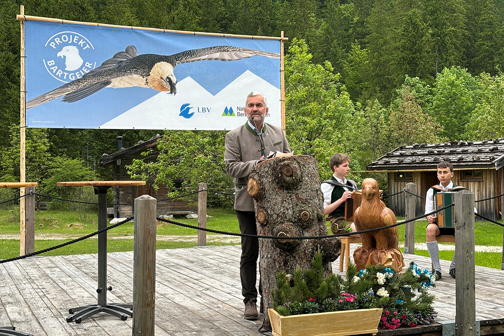 Bartgeierauswilderung 2025