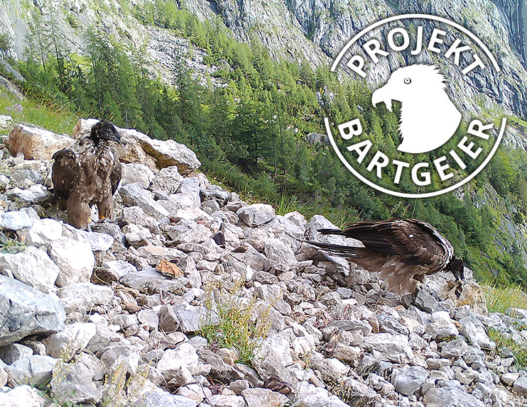 Projekt Bartgeier