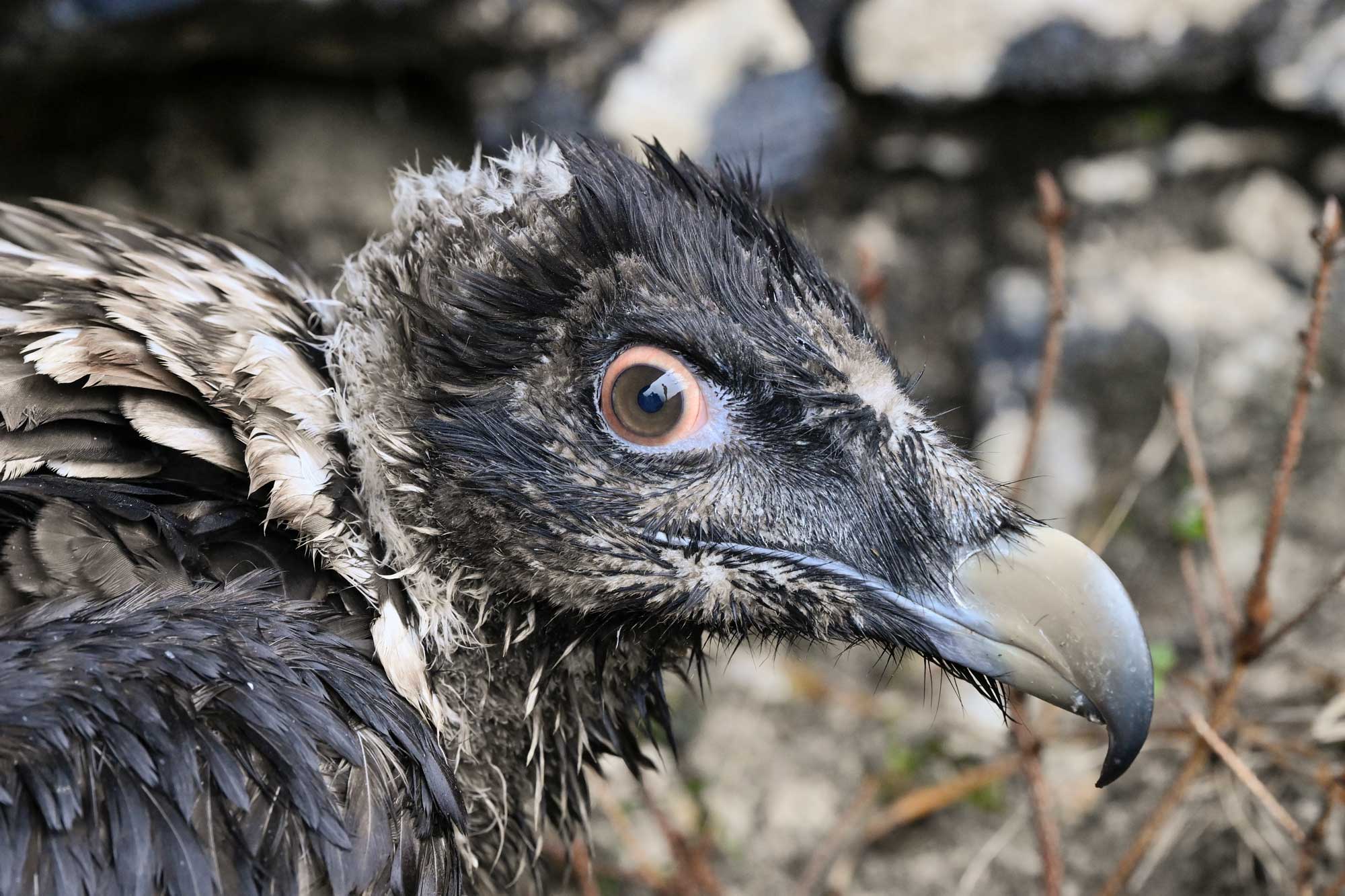 Bearded Vulture