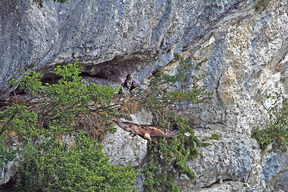 Golden eagle chicks (c) Johann Jaritz