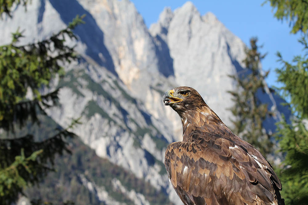 Golden eagle