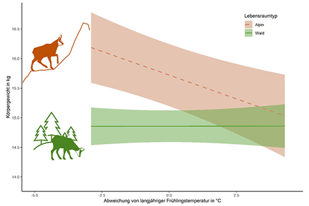 Temperaturabhängige Entwicklung des Körpergewichtes von einjährigen Gämsen in offenen, alpinen Lebensräumen (rot) und Waldlebensräumen (grün)