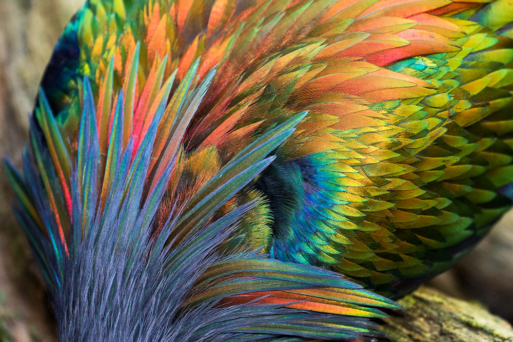 Nationalpark-Fotoausstellung, Foto: © Konrad Wothe