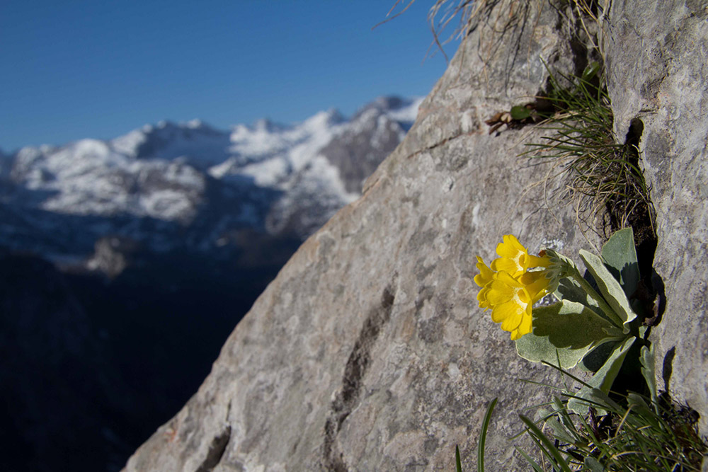 Alpine auricle