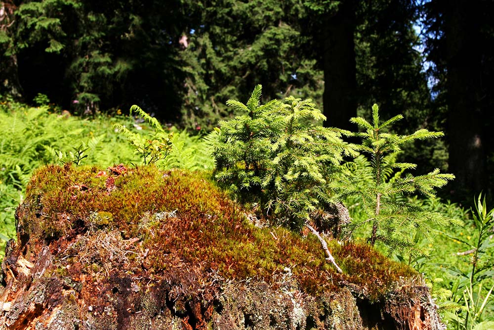 Spruce growth on scorched tree trunk