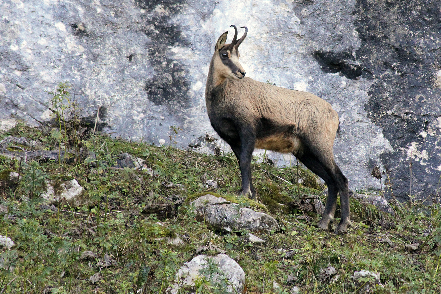 Pressebild: Nationalparkleiter Dr. Roland Baier wehrte sich erfolgreich vor Gericht gegen unzutreffende Behauptungen zu angeblichen Abschüssen von Gämsen während der Schonzeit.