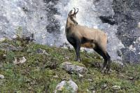 Nationalparkleiter Dr. Roland Baier wehrte sich erfolgreich vor Gericht gegen unzutreffende Behauptungen zu angeblichen Abschüssen von Gämsen während der Schonzeit.