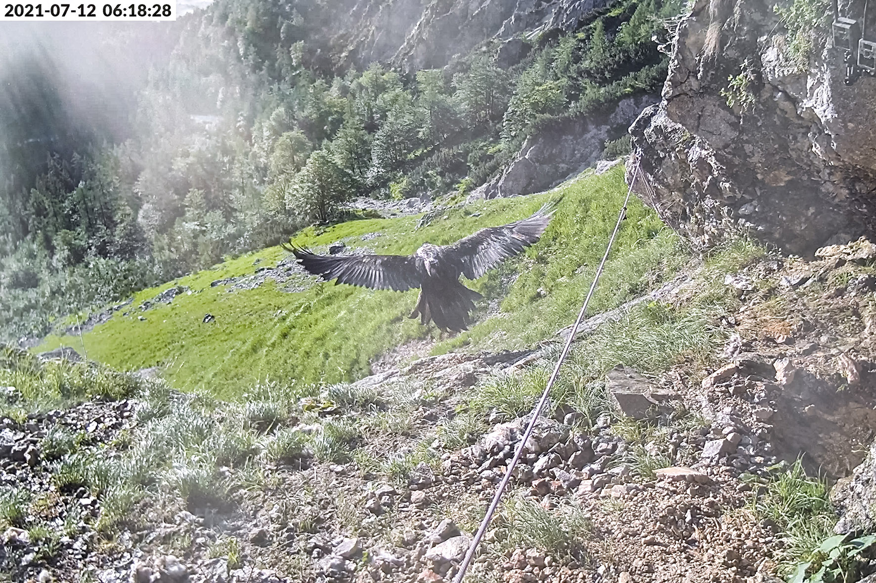 Pressebild: Nun fliegt auch „Wally“. Nachdem „Bavaria“ als erste der beiden am 10. Juni im Nationalpark Berchtesgaden ausgewilderten Bartgeier ihre Auswilderungsnische am 8. Juli verlassen hatte, schwang sich heute um 6:18 Uhr auch „Wally“ zum ersten Mal in die Lüfte.