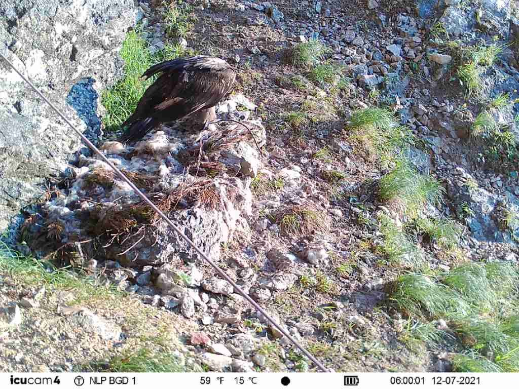 Pressebild: Das letzte Bild von Wally in der Auswilderungsnische hat eine Fotofalle 18 Minuten vor ihrem ersten Ausflug aufgezeichnet. Sie stärkt sich noch mit ein paar ausgelegten Knochen und segelte kurze Zeit später zu ihrem Jungfernflug aus der Nische.