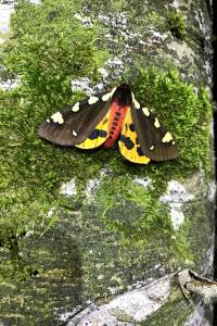 Mehrere Exemplare des vom Aussterben bedrohten „Augsburger Bären“ konnten Wissenschaftler kürzlich bei einer nächtlichen Bestimmungsaktion im Nationalpark Berchtesgaden feststellen. Es ist der erste Lebendnachweis des extrem seltenen Falters aus der Familie der Bärenspinner im Schutzgebiet.