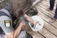 Die mit 28 cm Länge größte gefangene Forelle bei der Kontrollbefischung am Königssee stammt wahrscheinlich aus der Besatzaktion im Jahr 2019. Insgesamt konnten die Projektmitarbeiter elf junge Seeforellen nachweisen, eine gute Zwischenbilanz.