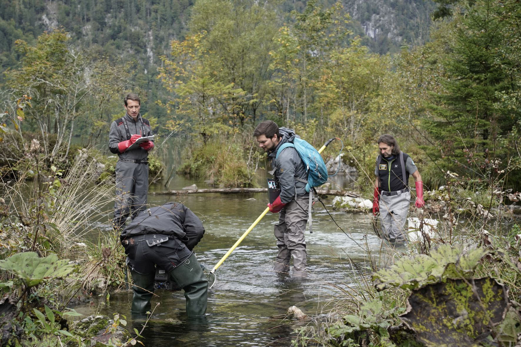 Pressebild: Seit 2018 werden im Saletbach zwischen Obersee und Königssee im Nationalpark Berchtesgaden jedes Jahr bis zu 15.000 junge Seeforellen ausgesetzt. Nationalpark-Ranger Klaus Melde (r.), Dr. Bernhard Gum (l.) und Dr. Leonhard Egg (2.v.r.) von der Fachberatung für Fischerei des Bezirks Oberbayern und Königssee-Fischer Thomas Amort (vorne) kontrollierten kürzlich bei einer Befischung den bisherigen Erfolg des Wiederansiedlungsprojekts.