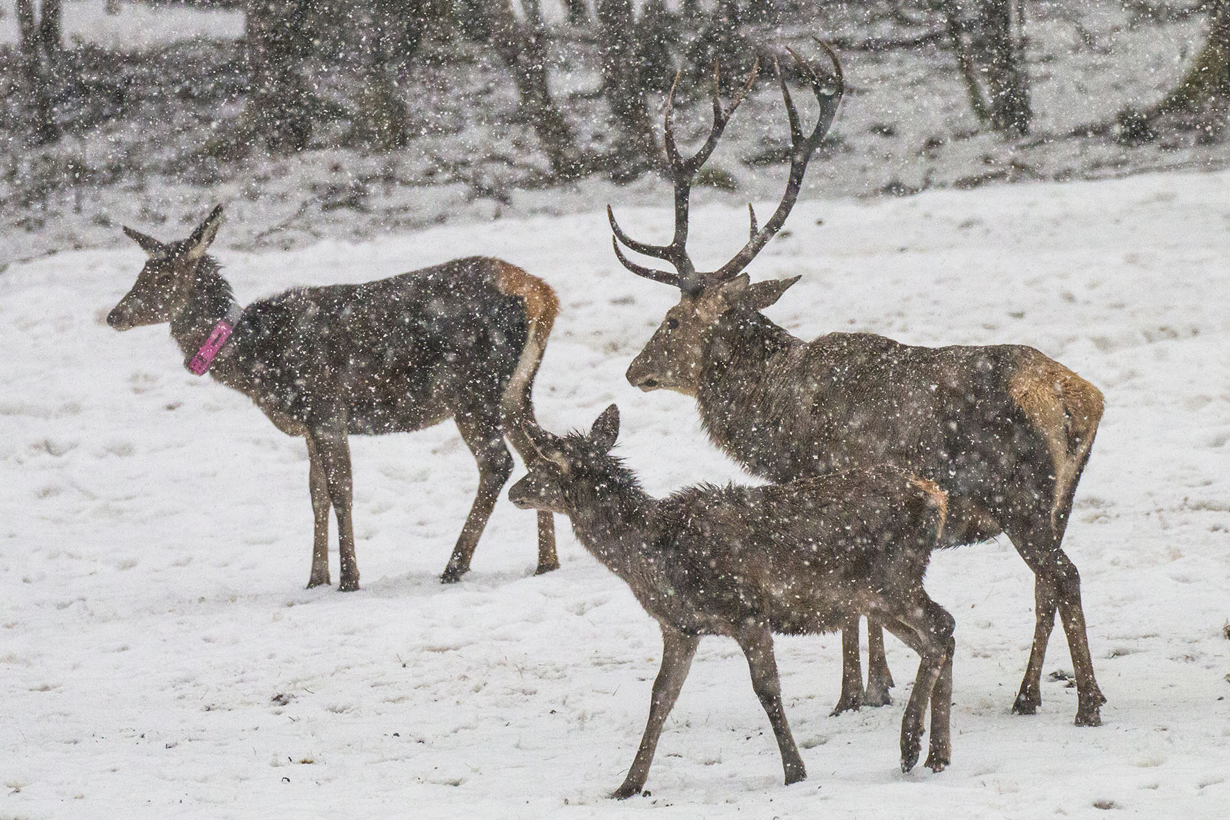 Pressebild: Im Rahmen eines Forschungsprojektes statten Nationalpark-Mitarbeiter aktuell bis zu 30 Stück Rotwild mit GPS-Senderhalsbändern aus. Die Nationalparkverwaltung bittet, diese Tiere auch außerhalb des Schutzgebiets bei der Wildbestandsregulierung möglichst zu schonen.