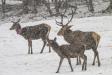 Im Rahmen eines Forschungsprojektes statten Nationalpark-Mitarbeiter aktuell bis zu 30 Stück Rotwild mit GPS-Senderhalsbändern aus. Die Nationalparkverwaltung bittet, diese Tiere auch außerhalb des Schutzgebiets bei der Wildbestandsregulierung möglichst zu schonen.