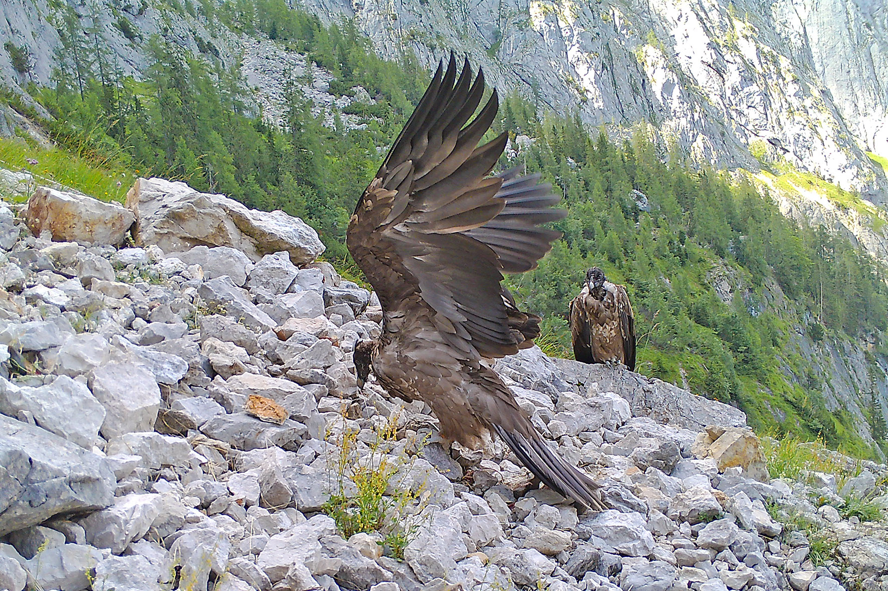 Pressebild: Das Landgericht Traunstein bestätigte kürzlich mit einem aktuellen Urteil das Verbot der Behauptung und Verbreitung von unwahren Aussagen des Vereins „Wildes Bayern e.V.“ zur Bartgeierauswilderung im Nationalpark Berchtesgaden.