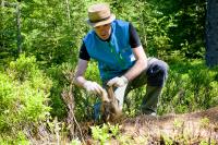 Am Donnerstag, 7. April 2022, berichtet Dr. Christian von Hoermann, Wissenschaftler im Nationalpark Bayerischer Wald, über den Wert von Aas für das Ökosystem. Die Veranstaltung wird auch per Livestream übertragen.