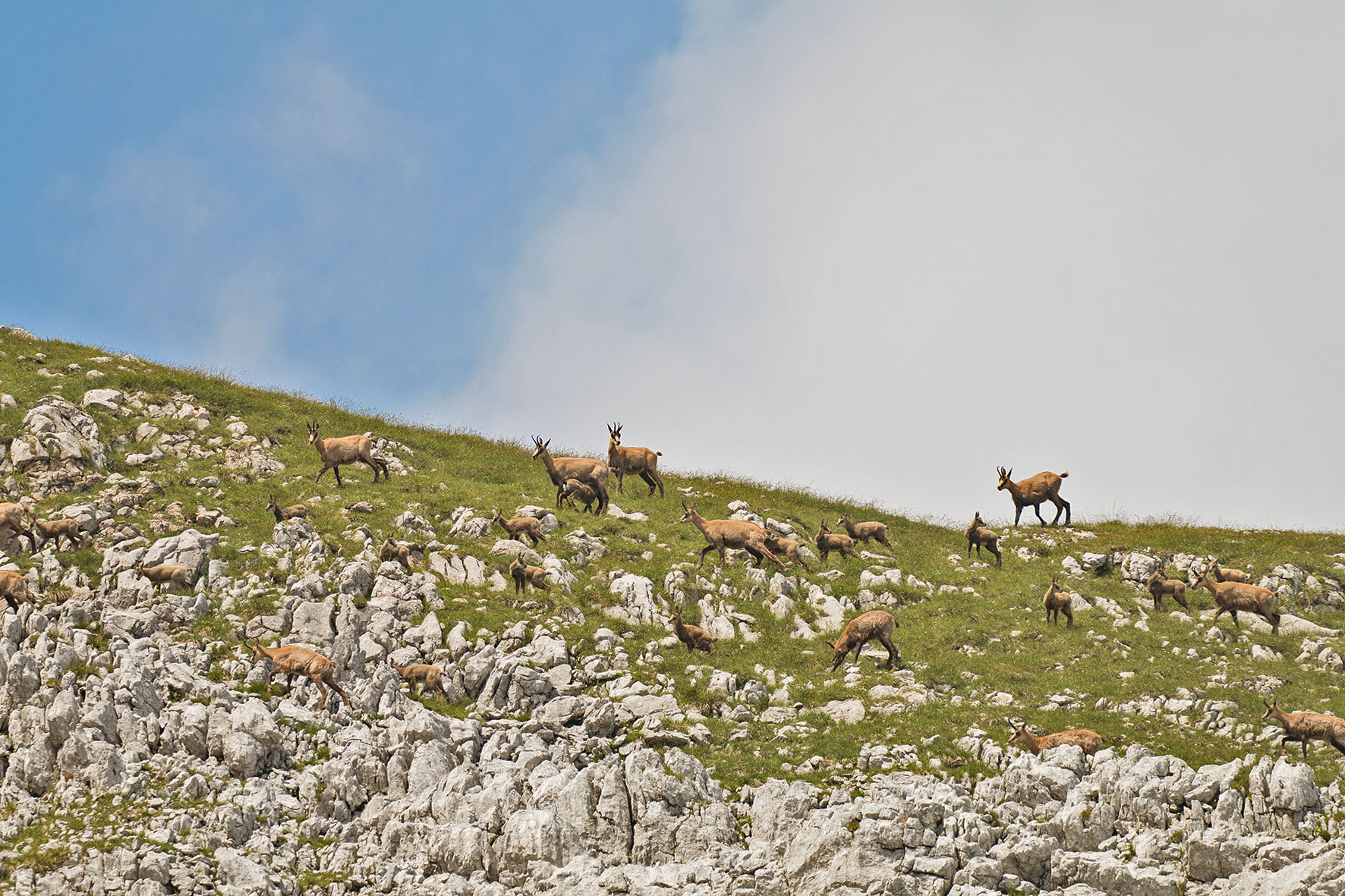 Pressebild: Gamsrudel im Nationalpark Berchtesgaden. Die Bestände der eleganten Kletterer nehmen im Nationalpark Berchtesgaden seit 20 Jahren zu.