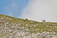 Gamsrudel im Nationalpark Berchtesgaden. Die Bestände der eleganten Kletterer nehmen im Nationalpark Berchtesgaden seit 20 Jahren zu.