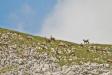 Gamsrudel im Nationalpark Berchtesgaden. Die Bestände der eleganten Kletterer nehmen im Nationalpark Berchtesgaden seit 20 Jahren zu.