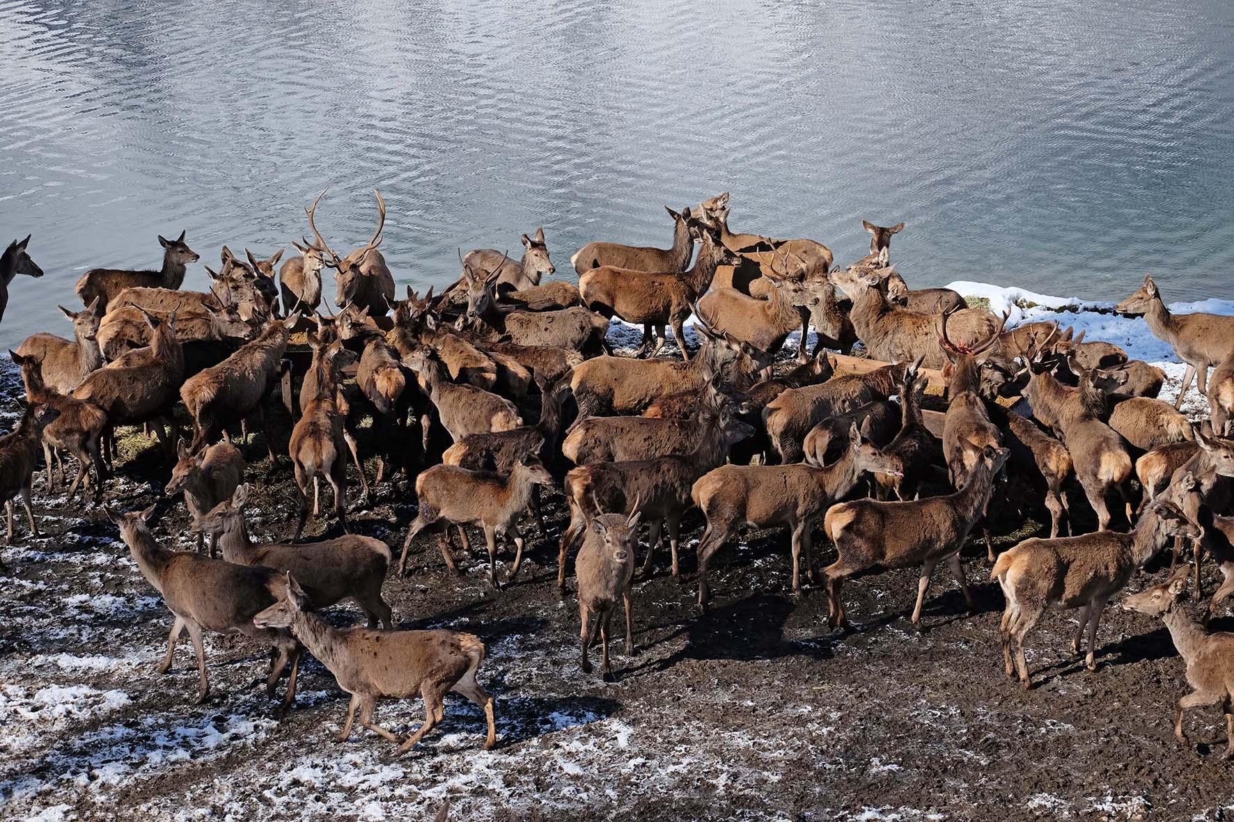 Pressebild: Vertreterinnen und Vertreter der Kreisgruppe Berchtesgadener Land des Bayerischen Jagdverbandes tauschten sich kürzlich mit der Nationalparkverwaltung zu verschiedenen Themen im Wildtiermanagement aus. Auch die hohen Rotwildbestände an den Fütterungen am Königssee wurden kritisch diskutiert.