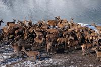 Vertreterinnen und Vertreter der Kreisgruppe Berchtesgadener Land des Bayerischen Jagdverbandes tauschten sich kürzlich mit der Nationalparkverwaltung zu verschiedenen Themen im Wildtiermanagement aus. Auch die hohen Rotwildbestände an den Fütterungen am Königssee wurden kritisch diskutiert.